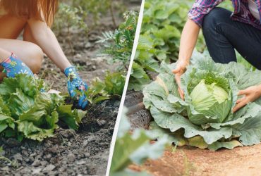 Блішка на капусті від цього засобу загине відразу: чим обробити грядку