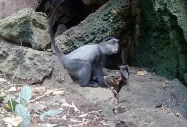 Ученые узнали, как хищники переносят смертельные вирусы от летучих мышей человеку