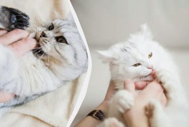 Что значит, если кот во время игры пинает вас задними лапами: о чем он хочет сказать