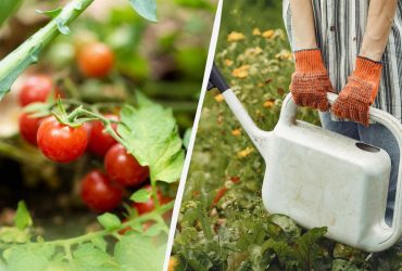 Скільки разів треба поливати помідори у спеку: часта помилка дачників