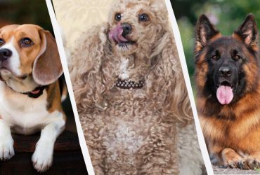 Какие собаки самые умные: названы 10 пород с самым высоким уровнем IQ и 10 - с самым низким