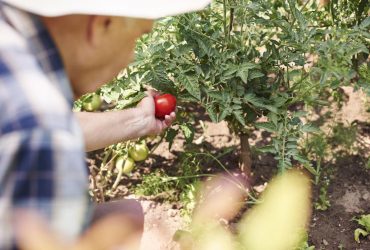 Почему трескаются помидоры на грядке: эту ошибку допускают практически все дачники