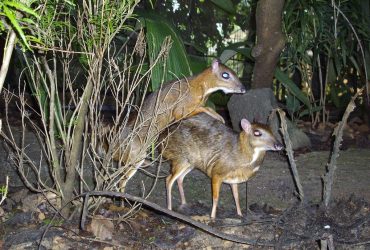 До 30 сантиметров в холке: какое самое маленькое копытное млекопитающее на Земле