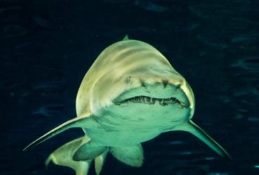 Для чего акулам ноздри, если они не имеют легких: ответ может удивить