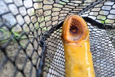 Было страшно: в Германии рыбак поймал монстра времен динозавров (фото)