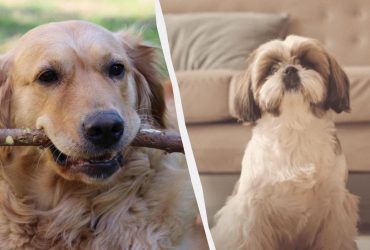 Собаки мечты: названы 13 самых популярных пород в 2025 году