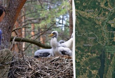 У Зоні відчуження знайшли пташенят одного з найзагадковіших птахів України (фото)