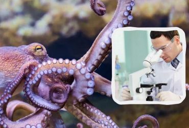 Нове дослідження виявило у восьминогів людські захисні бар'єри