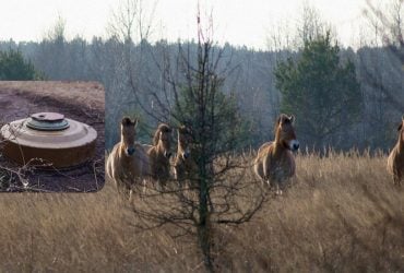 У Чорнобильській зоні трагічно загинув кінь Пржевальського