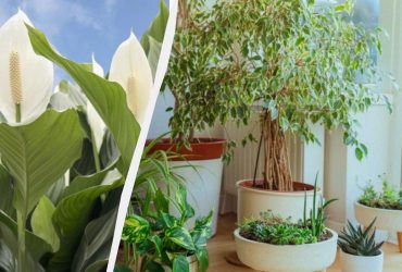 Как сохранить вазоны, когда едете в отпуск: 5 лайфхаков от эскпертки из TikTok