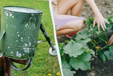 Будете с урожаем до заморозков: как поливать огурцы в августе