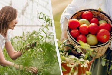 Чим обприскати помідори під час цвітіння: будуть ломитися від урожаю навіть у погане літо