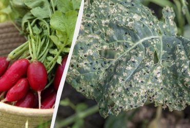 Крестоцветная блошка на редисе исчезнет моментально: чем обрызгать грядки
