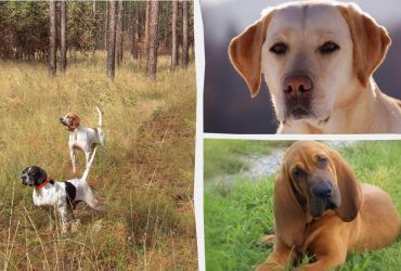 Які собаки мають найкращий нюх: експерти назвали 10 чудових мисливців