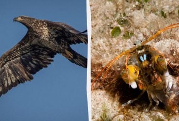 У якої тварини найкращий зір: хижих птахів переможцями не назвеш