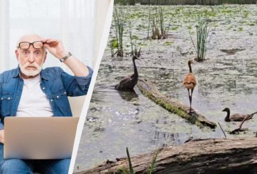 На пруду в США семейная драма: за удивительной историей следят сотни людей (фото)