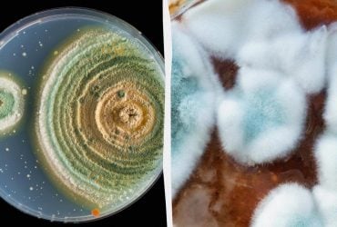 Проклятий гриб із гробниці, який убив 10 учених, може стати порятунком від раку