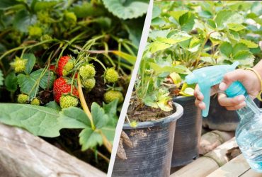 Зібрали полуницю - що далі: правильний догляд за кущами після плодоношення