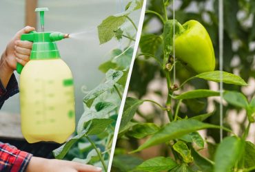 Один простой способ с борной кислотой: перец с баклажанами дадут в два раза больше плодов