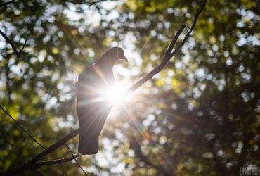 Чи варто українцям чекати сильної спеки: прогноз відомої синоптикині