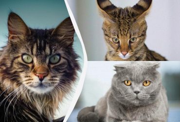 Ці кішки коштують, як машина: чому за них платять тисячі доларів