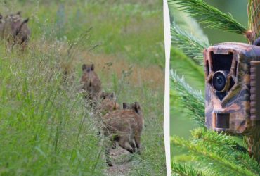 В Чернобыльской зоне заметили забавную полосатую семейку (фото)