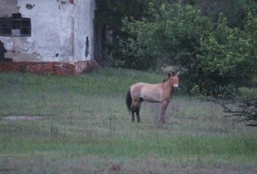 У Чорнобильському заповіднику гуляє загадковий одинокий кінь, науковці заінтриговані (фото)