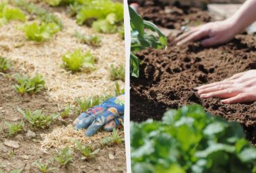 Хвойный опад, опилки, трава, листья ореха или перегной: что и чем лучше мульчировать