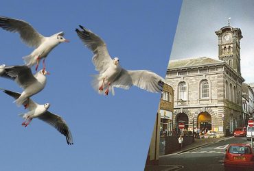 Агрессивные чайки вынудили английских почтальонов отложить доставку писем