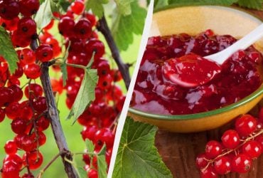 Как заготовить красную смородину на зиму: три рецепта варенья без долгой варки