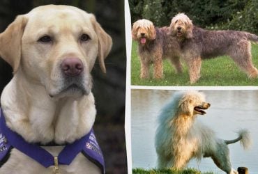 Які собаки люблять плавати та можуть навіть врятувати людей: експерти назвали топ-13 порід