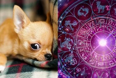 Телець - мопс, Скорпіон - чихуахуа: яка міні-собачка підходить за знаком Зодіаку