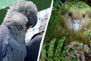 О таких вы и не слышали: самые редкие птицы в Украине и в мире