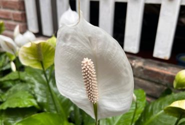 Як змусити спатифілум цвісти в будь-яку пору року: експерт поділився простим трюком