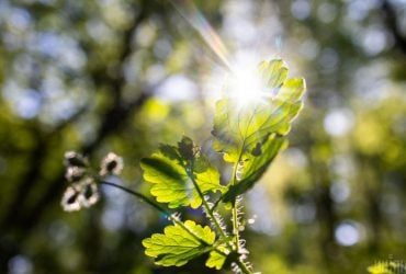 Синоптики розказали, коли у Києві стане тепліше (інфографіка)