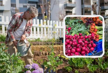 Точний посівний календар на липень 2025: названо найкращі дні для посіву та збору врожаю
