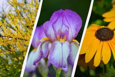 Ці 8 рослин не можна садити біля будинку: вони знищать ваш двір