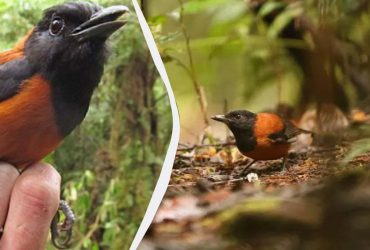 Дроздова мухоловка - найотруйніший птах у світі: де він мешкає