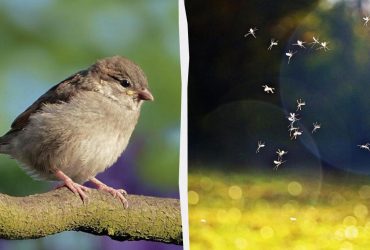 В Україні побільшало комарів через зникнення горобців, - лікарка