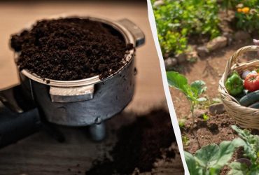 Як підживити город кавовою гущею: досвідчені садівники розкрили усі нюанси