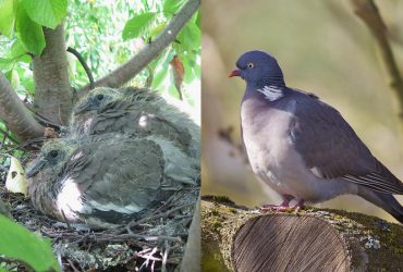 В Україні оселився птах, який раніше був дуже рідкісним: орнітолог назвав його особливості