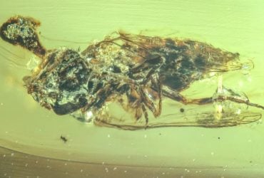 Вчені виявили у бурштині зомбі-муху, яка могла жити разом з динозаврами: чим вона особлива