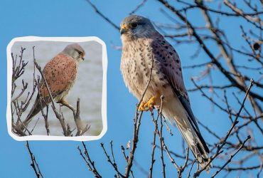 В українських містах з'явився рідкісний хижий птах: орнітолог розповів, на кого він полює