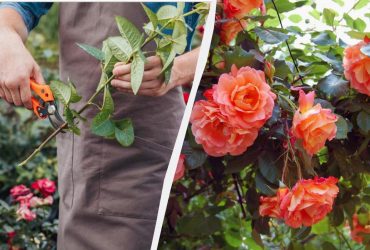 Когда лучше обрезать розы: садовник рассказал обо всех нюансах