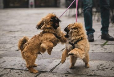 Чому маленькі собаки здаються агресивнішими за великих: кінолог назвав головну причину