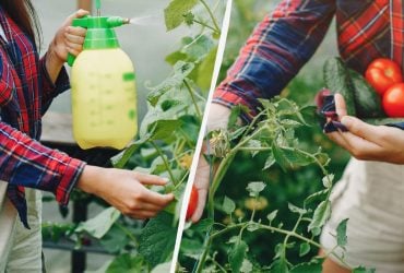 Як позбутися павутинного кліща: 7 способів врятувати огірки і помідори