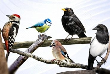 Заглядають у вікна та живуть під балконом: 20 українських птахів, що є в кожному місті