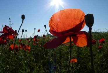 Во вторник Украину разогреет до +36° (карта)