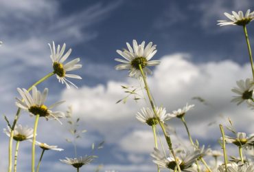 З 2 липня температура в Україні почне підвищуватися (карта)