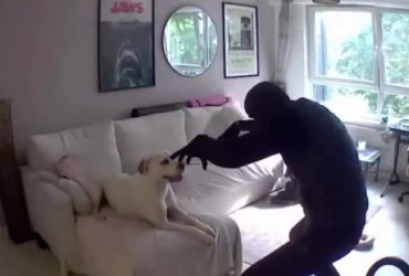 Пес подружився зі злодієм, поки той обчищав будинок його господарів (відео)